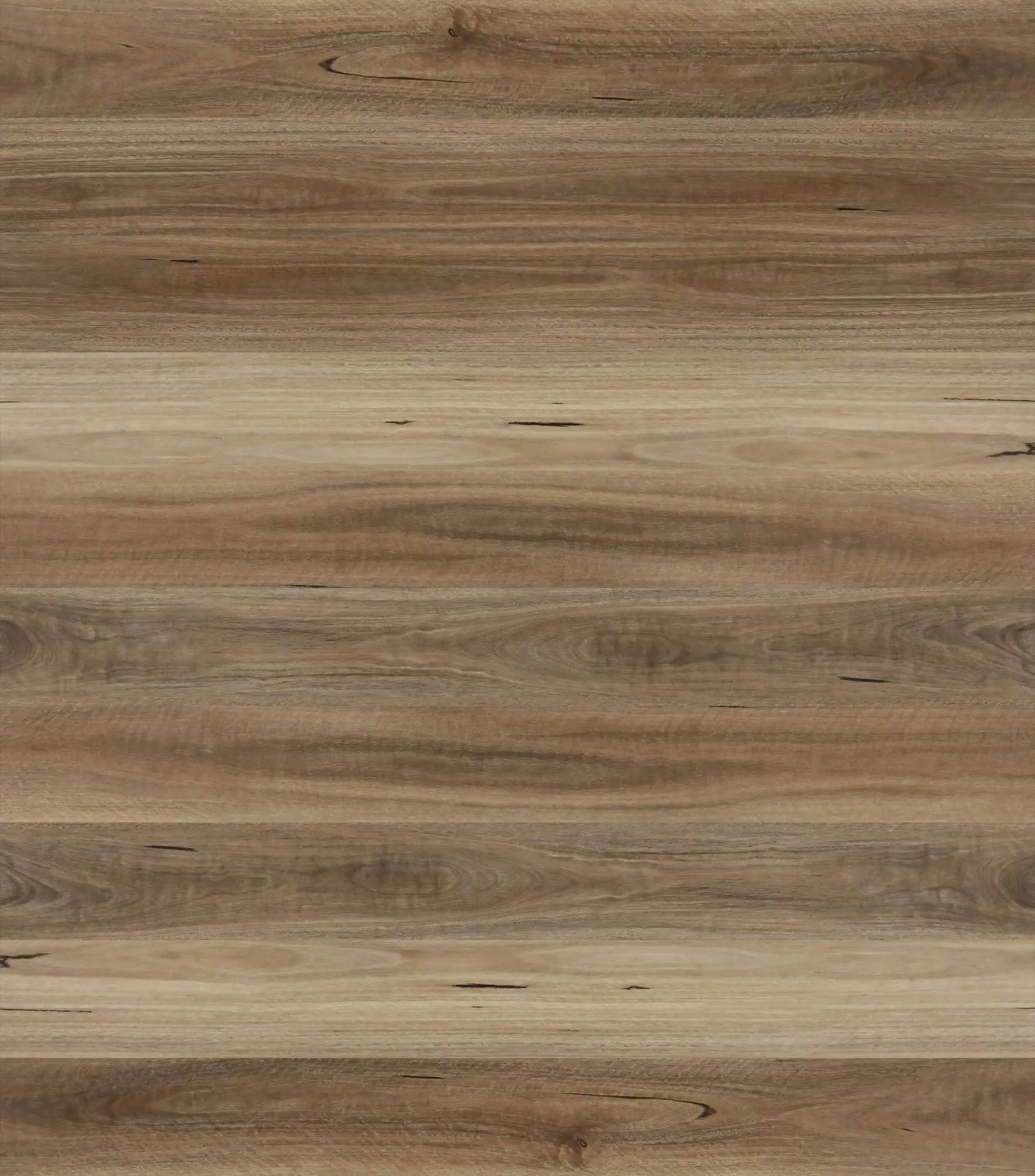 Spotted Gum